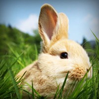 /album/chengdoucase/photolia-a03-jpg/